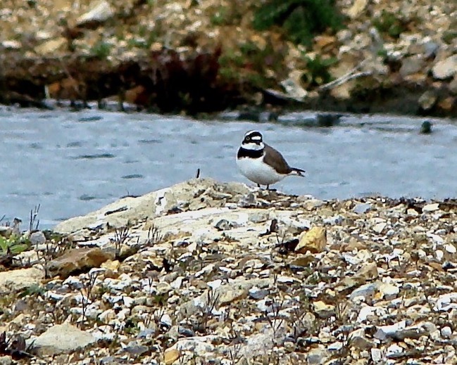 little ringed plover